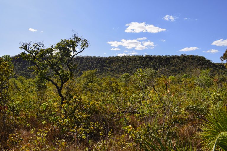 foto de paisagem com vegetação do cerrado brasileiro